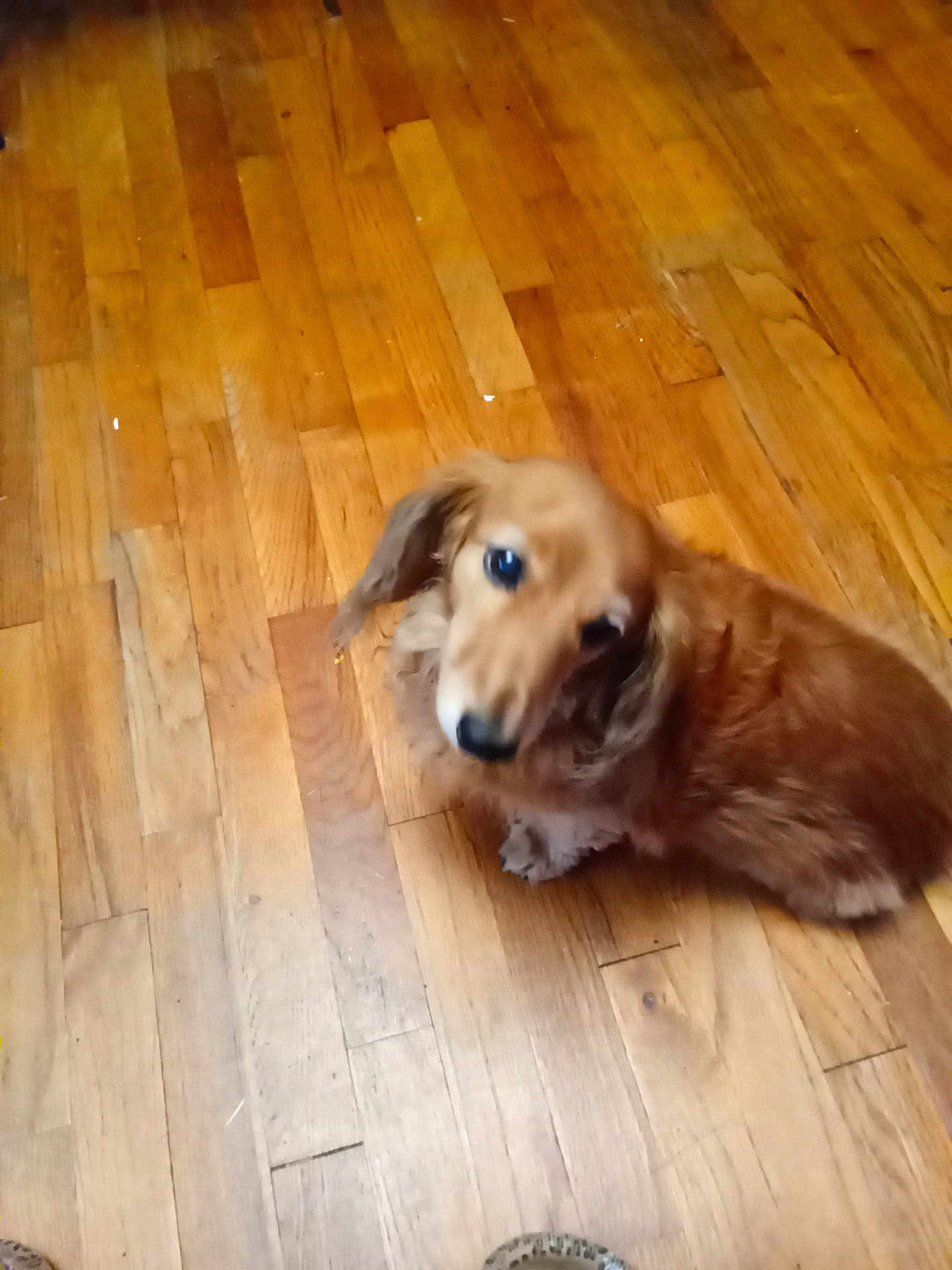 Gertie
