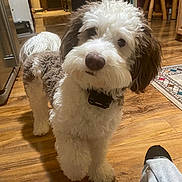 Leo joined the competition — help win amazing prizes! dog, pet, indoor, wooden_floor, curly_fur, white_and_brown, collar, living_room, furniture, television, rug, foot, sock, pants, cozy, home, curious, standing, flooring, domestic_animal