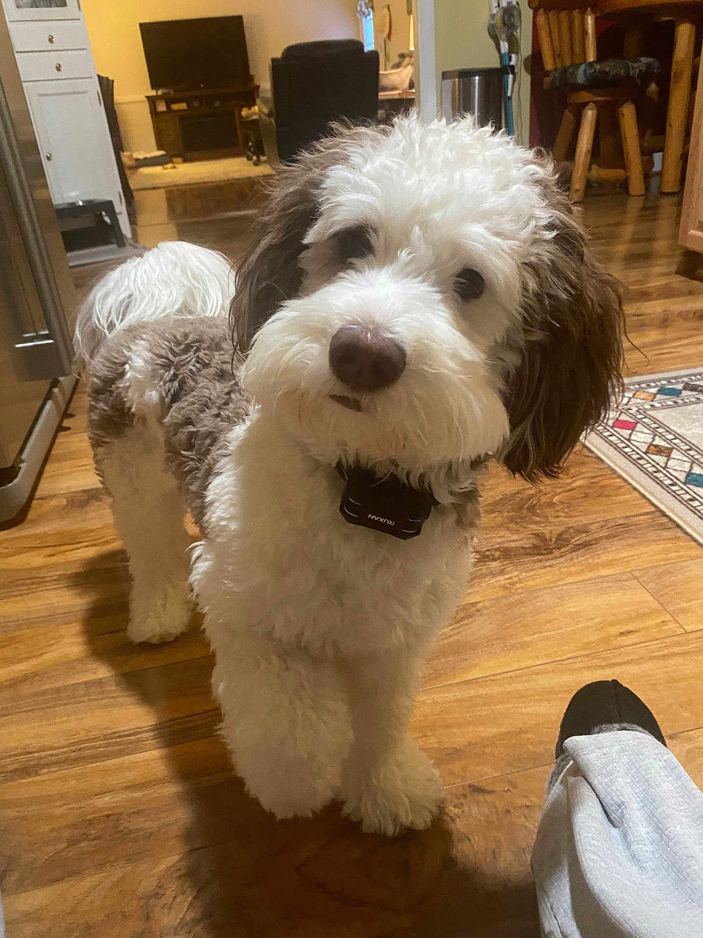 Leo joined the competition — help win amazing prizes! dog, pet, indoor, wooden_floor, curly_fur, white_and_brown, collar, living_room, furniture, television, rug, foot, sock, pants, cozy, home, curious, standing, flooring, domestic_animal