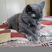 Hoot joined the competition — help win amazing prizes! cat, gray_cat, pet, feline, bed, quilt, patchwork, collar, bell, indoor, fur, animal, cute, resting, paw, whiskers, ears, focused, cozy, home