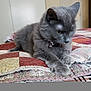 cat, gray_cat, pet, feline, bed, quilt, patchwork, collar, bell, indoor, fur, animal, cute, resting, paw, whiskers, ears, focused, cozy, home
