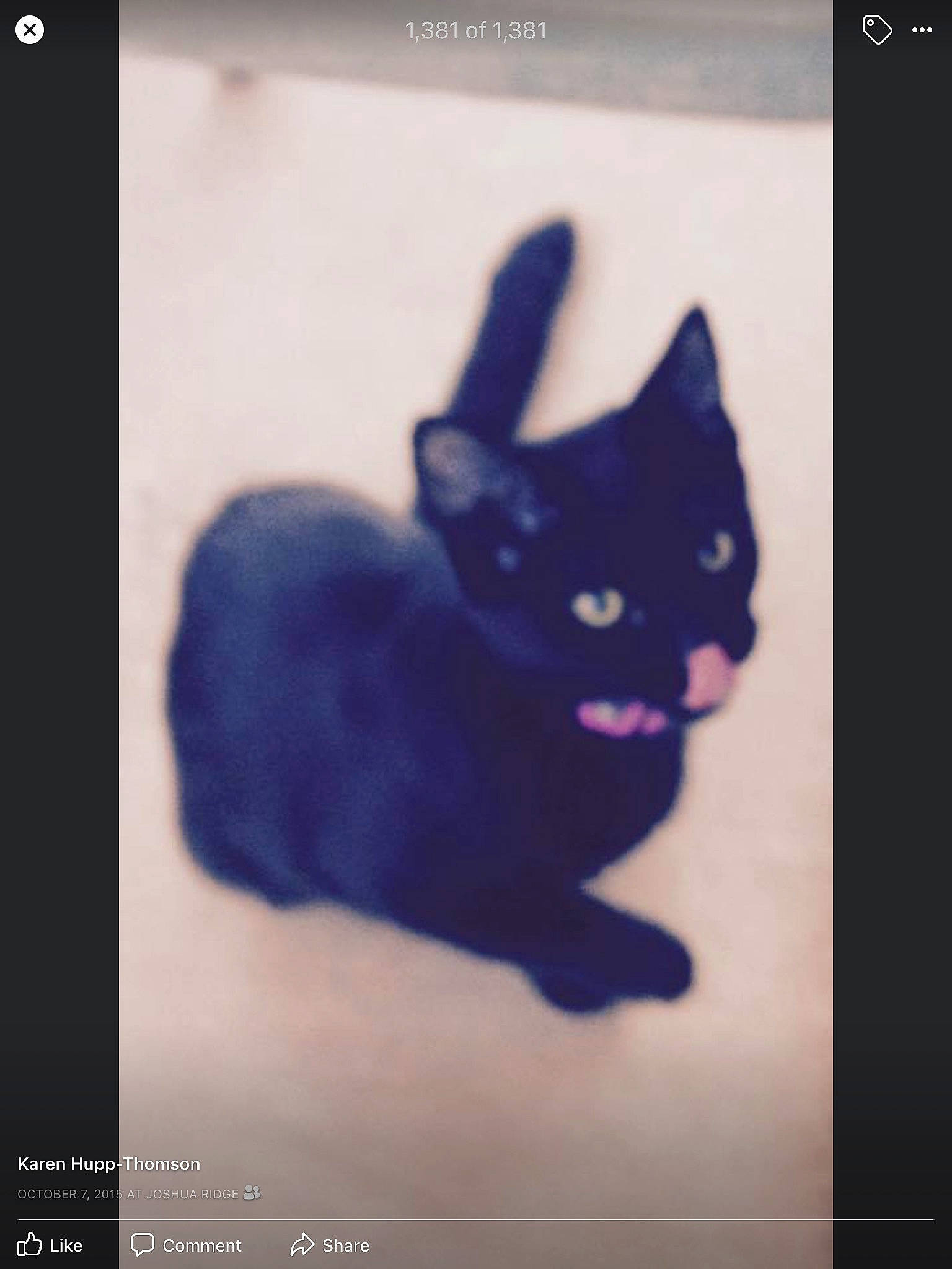 Magic joined the competition — help win amazing prizes! black_cat, carnivore, cat, domestic_short_haired_cat, electric_blue, felidae, font, fur, gesture, magenta, organism, photo_caption, purple, rectangle, screenshot, small_to_medium_sized_cats, square, tail, violet, whiskers