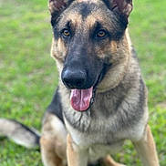 Loki is registered to the contest to win money with this photo: alert, animal, canine, companion, cute, dog, domestic_animal, ears_up, friendly, fur, german_shepherd, grass, grass_field, mammal, nature, outdoor, pet, portrait, sitting, tongue_out