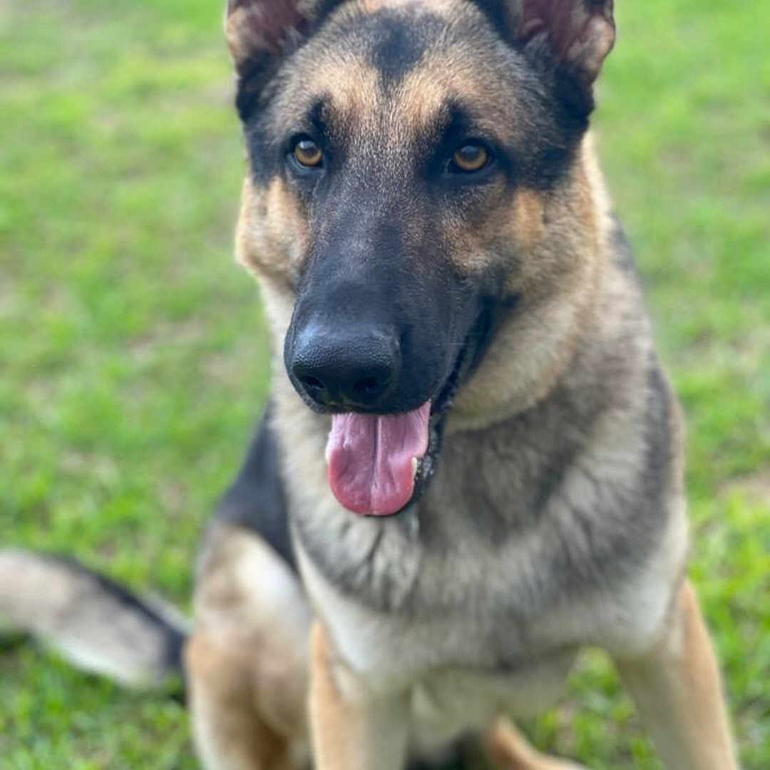 Loki