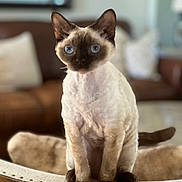 Rosie Blue is registered to the contest to win money with this photo: cat, blue_eyes, feline, pet, sitting, chair, cushion, indoor, home, fur, animal, curious, brown, white, closeup, portrait, domestic_cat, whiskers, ears, tail