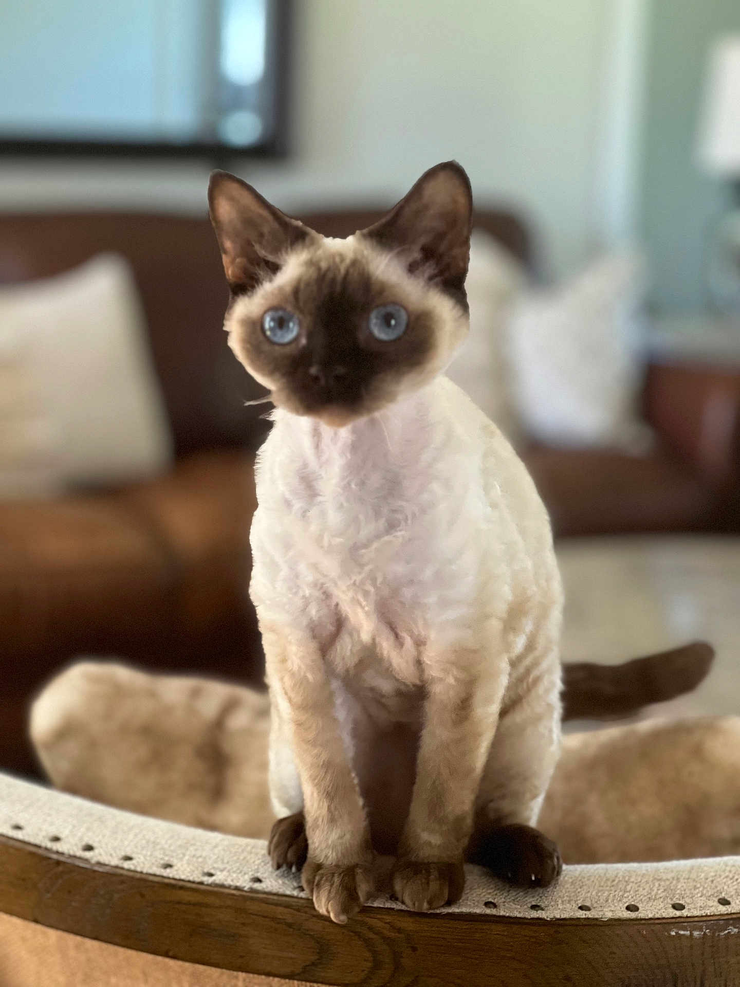 Rosie Blue