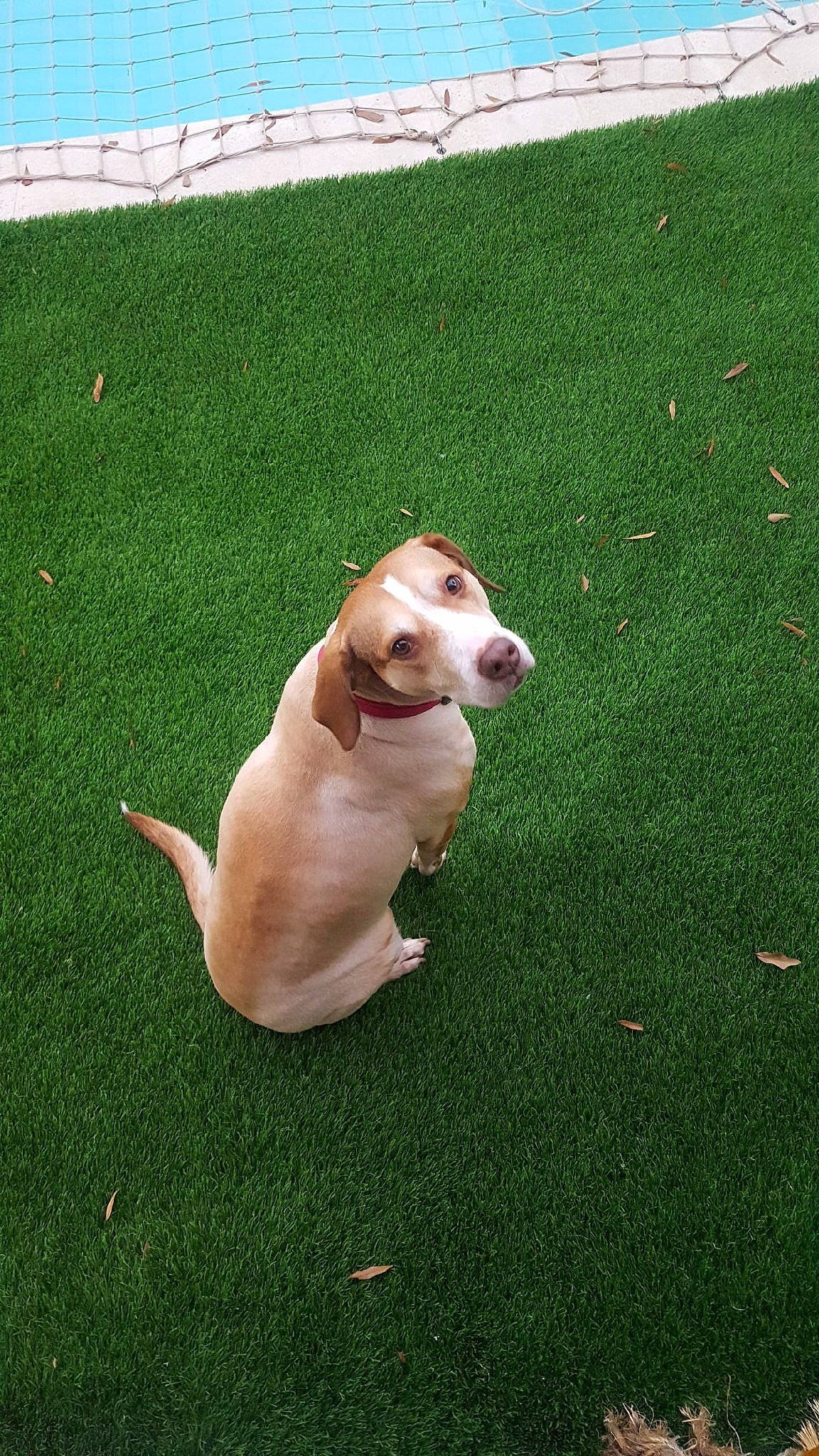 Edith is registered to the contest to win money with this photo: canidae, carnivore, companion_dog, dog, dog_breed, fawn, grass, lawn, mammal, sporting_group, vertebrate