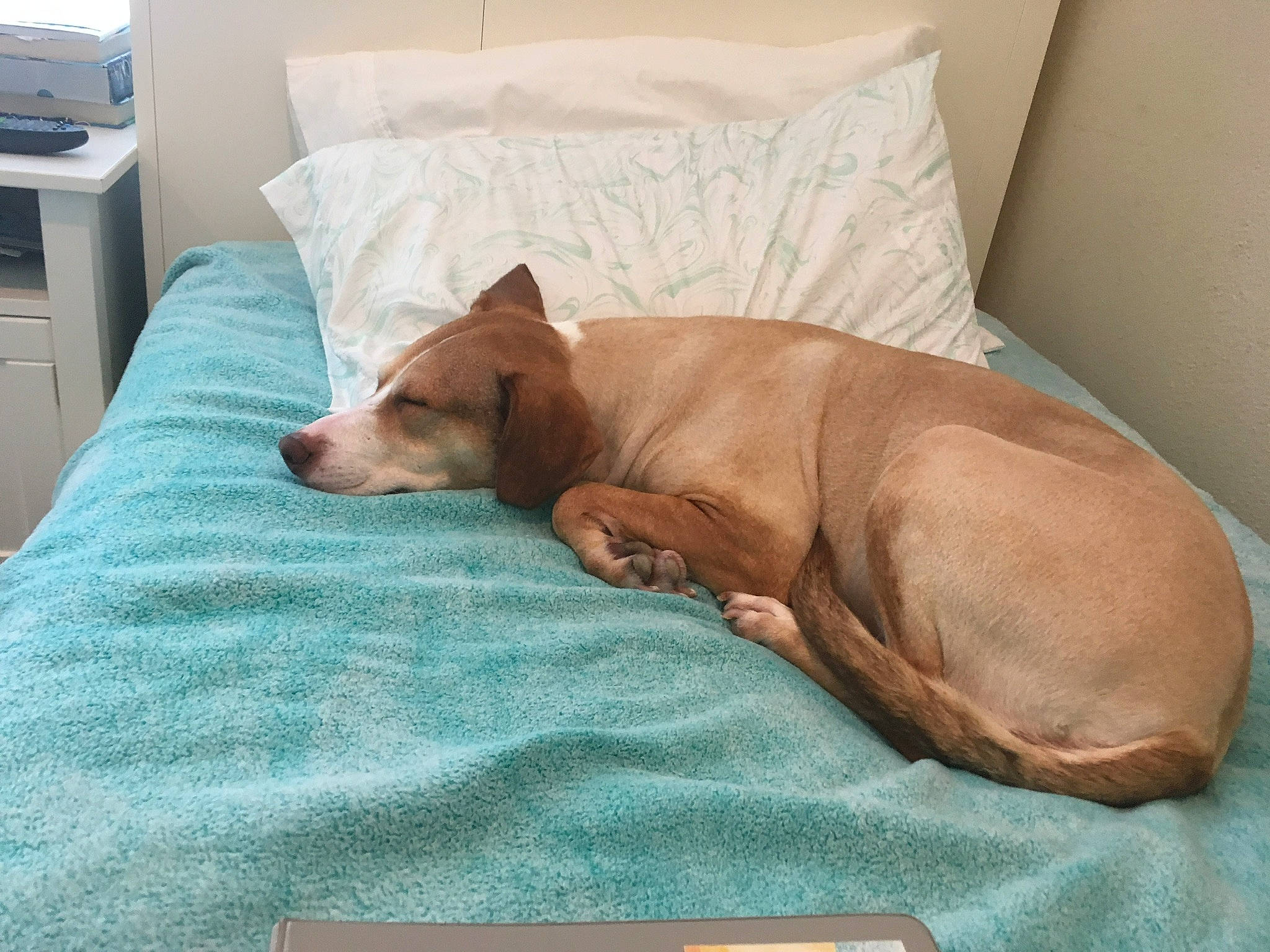 Edith joined the competition — help win amazing prizes! bed, bed_sheet, canidae, carnivore, comfort, companion_dog, dog, dog_breed, fawn, furniture, linens, nap, puppy, sleep, textile