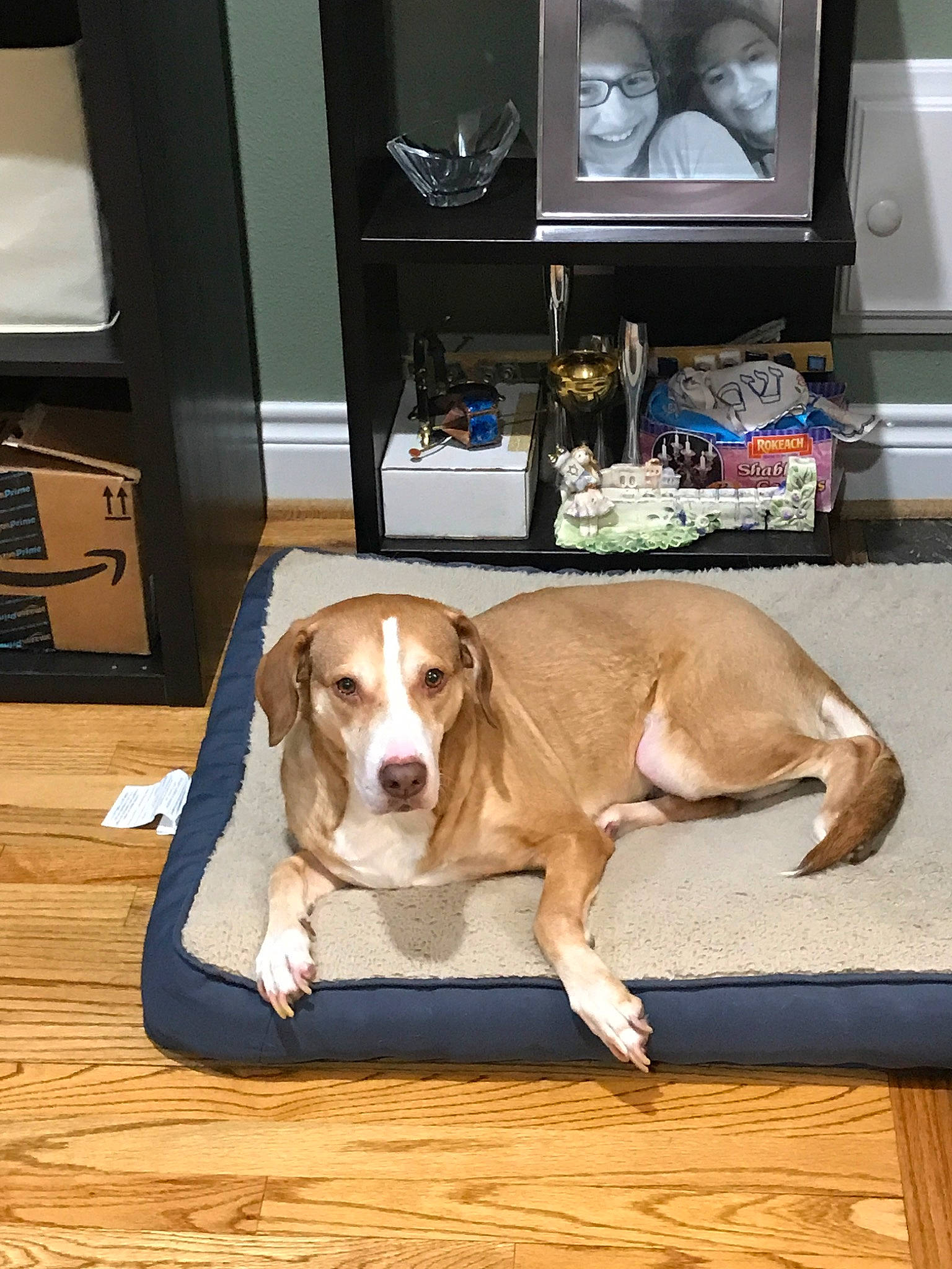 Edith joined the competition — help win amazing prizes! american_foxhound, beagador, beagle, canidae, carnivore, companion_dog, coonhound, dog, dog_breed, fawn, floor, flooring, harrier, mammal, pocket_beagle, snout, sporting_group, treeing_walker_coonhound