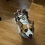 animal, bow, clothing, corgi, cute, dog, domestic_animal, floor, happy, indoor, looking_up, mammal, pet, plaid, playful, small_dog, smiling, sweater, tongue_out, wooden_floor