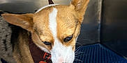 Princess Leia joined the competition — help win amazing prizes! animal, bandana, blue_surface, canine, closeup, corgi, cup, cute, dog, ears, feeding, fur, hand, human_interaction, indoor, licking, metal_background, pet, snout, white_paws