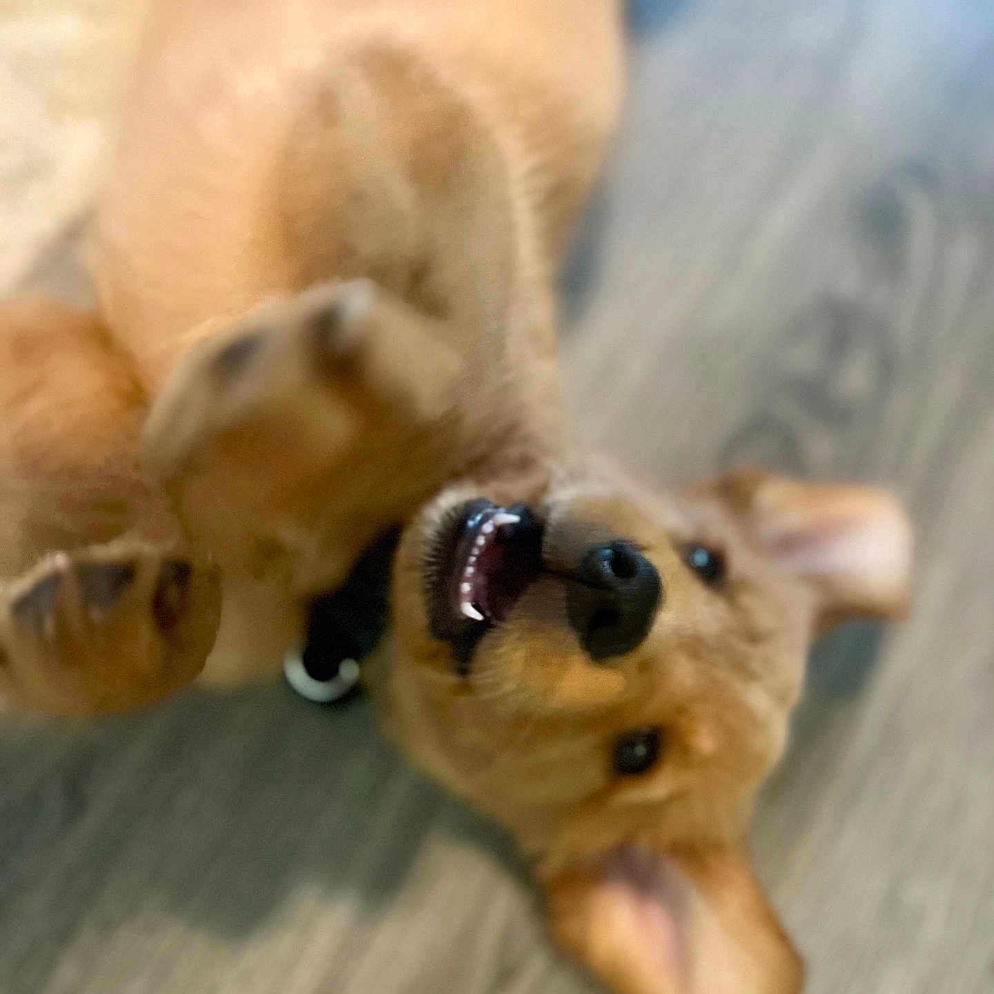 Goose joined the competition — help win amazing prizes! accessories, animal, ball, bodypart, canine, dog, goldenretriever, hound, mouth, person, pet, puppy, sport, strap, sunglasses, teeth, tennis, tennisball, terrier, wood