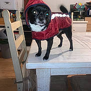 Luxio a rejoint le concours — aidez-le/la à gagner de superbes lots ! black_dog, black_fur, canine, chair, clothing, coat, dog, domestic_animal, furniture, household, indoor, kitchen, pet, raincoat, small_dog, standing, table, tail, white_fur, wooden_table