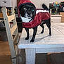 black_dog, black_fur, canine, chair, clothing, coat, dog, domestic_animal, furniture, household, indoor, kitchen, pet, raincoat, small_dog, standing, table, tail, white_fur, wooden_table