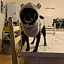 animal, black_dog, chair, clothing, cozy, curious, cute, dog, domestic_animal, furniture, hoodie, household, indoor, kitchen, pet, small_dog, standing, table, wooden_chair, wooden_table