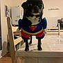 animal, black_dog, canine, chair, costume, cute, dog, domestic, expression, furniture, household, indoor, kitchen, looking, pet, small_dog, standing, superhero, superman_costume, table