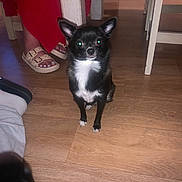 Lila a rejoint le concours — aidez-le/la à gagner de superbes lots ! dog, small_dog, black_dog, white_fur, wooden_floor, indoor, person, red_pants, sandals, toes, flash_reflection, pet, animal, flooring, legs, paw, cute, looking_at_camera, house, domestic