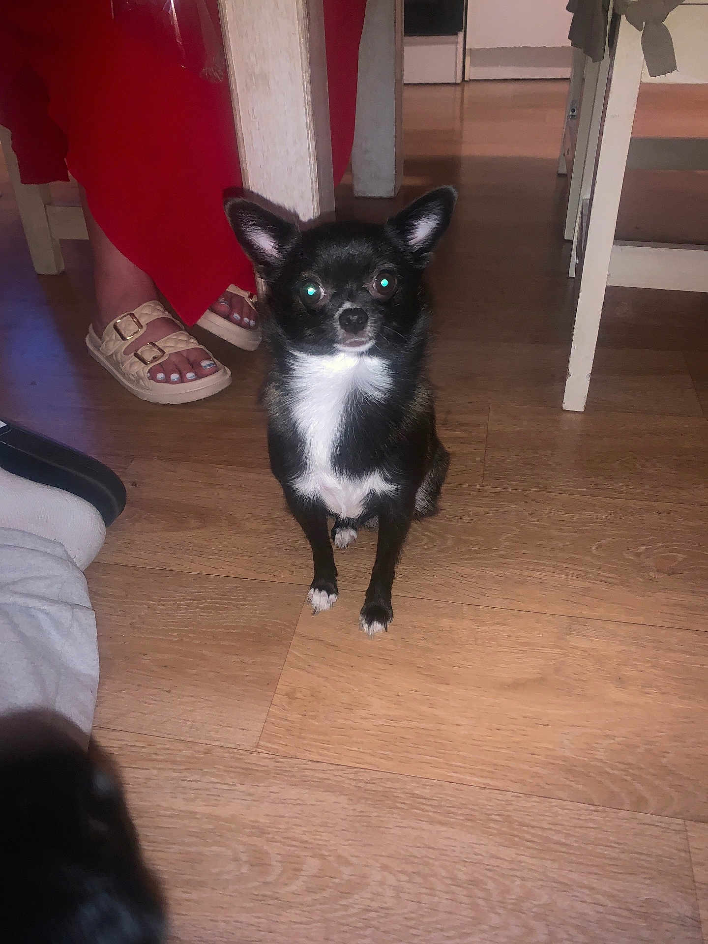 Lila a rejoint le concours — aidez-le/la à gagner de superbes lots ! dog, small_dog, black_dog, white_fur, wooden_floor, indoor, person, red_pants, sandals, toes, flash_reflection, pet, animal, flooring, legs, paw, cute, looking_at_camera, house, domestic