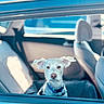 Neil joined the competition — help win amazing prizes! dog, white_dog, pet, car_interior, back_seat, blue_collar, window, ears_up, looking_out, daylight, travel, animal, cute, canine, domestic_animal, car, seat, fur, companion, vehicle