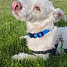 Neil is registered to the contest to win money with this photo: dog, white_dog, grass, outdoor, blue_sky, mountains, tree, collar, harness, pet, tongue_out, canine, nature, sunny, park, animal, lying_down, close_up, playful, daytime