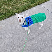 Neil is registered to the contest to win money with this photo: dog, white_dog, small_dog, sweater, blue_sweater, green_sweater, leash, sidewalk, grass, outdoor, pet, standing, curious, walk, canine, animal, daylight, pavement, fur, ears