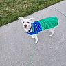 dog, white_dog, small_dog, sweater, blue_sweater, green_sweater, leash, sidewalk, grass, outdoor, pet, standing, curious, walk, canine, animal, daylight, pavement, fur, ears