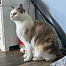 cat, indoor, wooden_floor, cabinet, sneaker, baseball_bat, pet, animal, fur, white, brown, side_view, floor, wall, domestic, feline, quiet, still_life, household, resting
