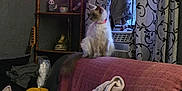 Evie joined the competition — help win amazing prizes! animal, blanket, cat, couch, cozy, curtains, decor, fluffy, furniture, home, indoor, lamp, living_room, pet, pillow, pink_collar, relaxing, shelf, soft_lighting, window