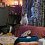 animal, blanket, cat, couch, cozy, curtains, decor, fluffy, furniture, home, indoor, lamp, living_room, pet, pillow, pink_collar, relaxing, shelf, soft_lighting, window