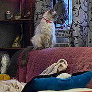 Evie joined the competition — help win amazing prizes! air_conditioner, blanket, cat, collar, cozy, curtains, decor, domestic, fluffy, furniture, home, indoor, living_room, pet, pillow, relaxed, seated, shelf, soft_lighting, window