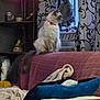 air_conditioner, blanket, cat, collar, cozy, curtains, decor, domestic, fluffy, furniture, home, indoor, living_room, pet, pillow, relaxed, seated, shelf, soft_lighting, window