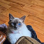 Evie is registered to the contest to win money with this photo: animal, blue_eyes, cat, close_up, collar, cozy, curious, domestic, feline, fluffy, fur, household, indoor, looking_up, pet, pink_collar, relaxed, sitting, whiskers, wooden_floor