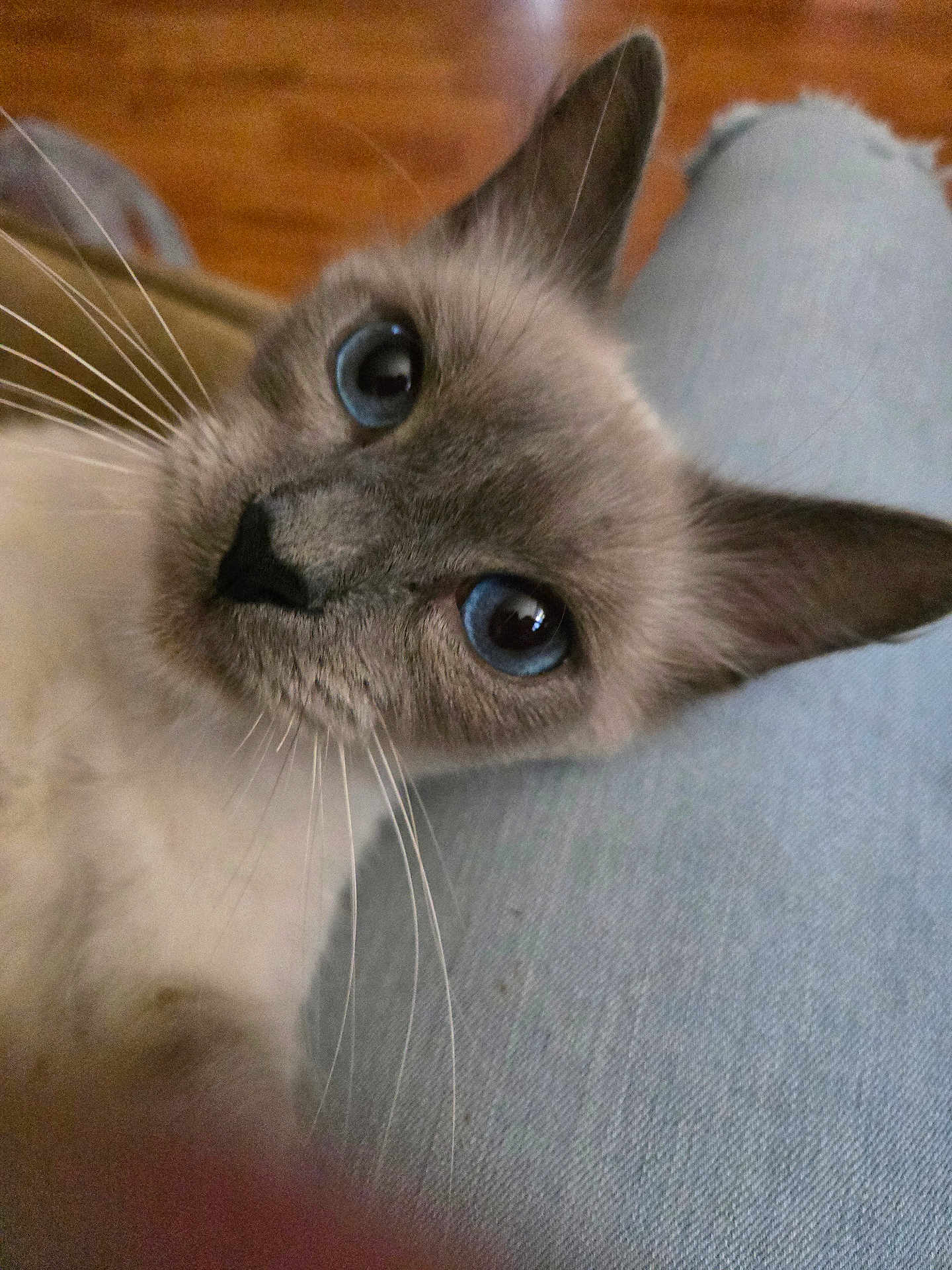 Evie