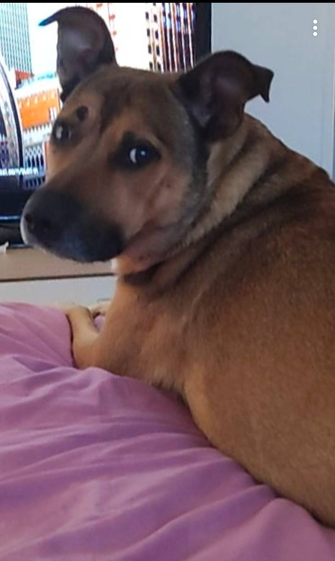 Meîka a rejoint le concours — aidez-le/la à gagner de superbes lots ! canidae, carnivore, collar, comfort, companion_dog, dog, dog_breed, dog_supply, ear, fawn, flooring, fur, guard_dog, herding_dog, paw, pet_supply, sporting_group, whiskers, working_animal, working_dog