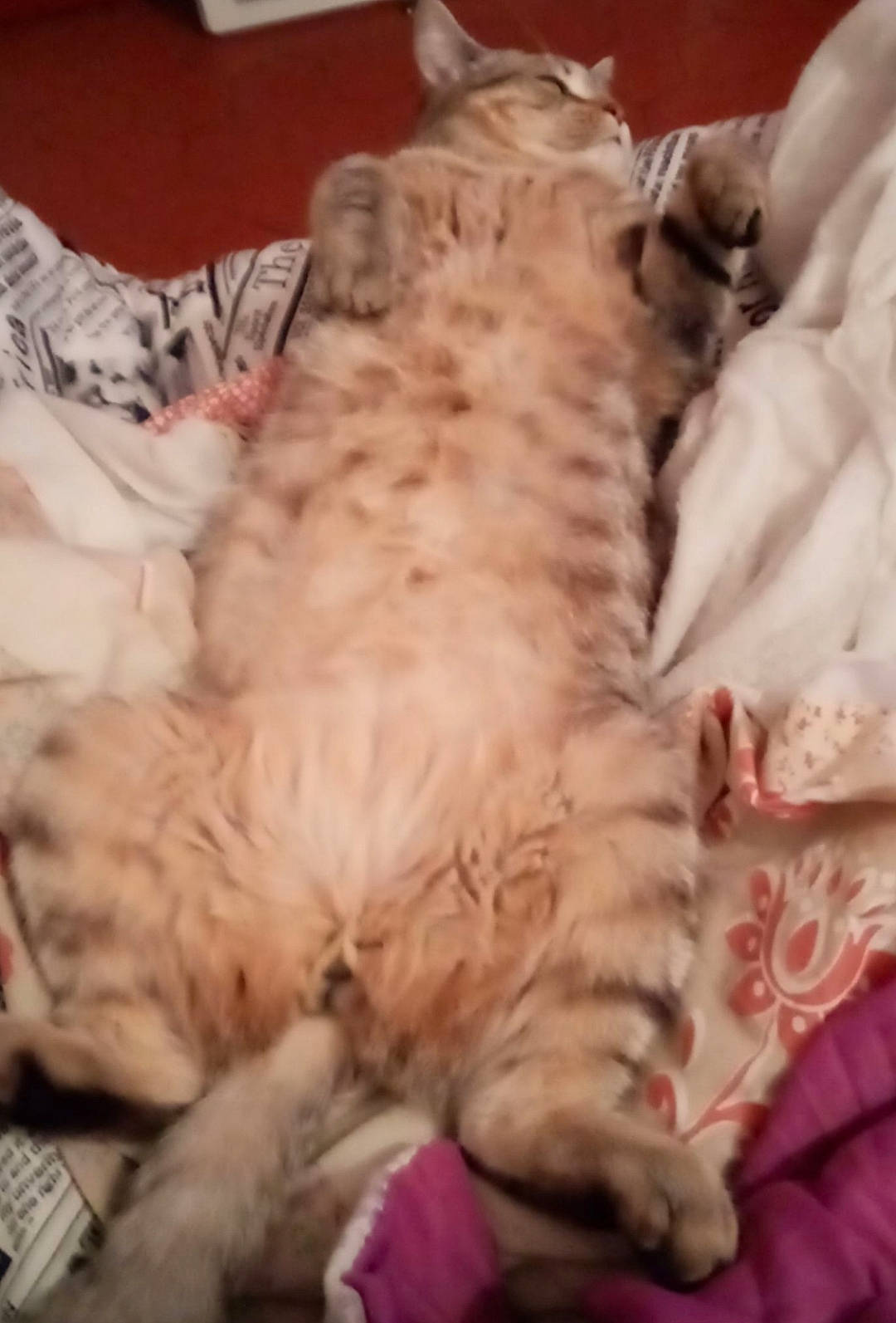 Marley a rejoint le concours — aidez-le/la à gagner de superbes lots ! canidae, carnivore, cat, claw, comfort, companion_dog, dog_breed, domestic_short_haired_cat, duvet, fawn, felidae, fur, nap, paw, sleep, small_to_medium_sized_cats, tail, terrestrial_animal, whiskers