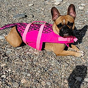 Noisette a rejoint le concours — aidez-le/la à gagner de superbes lots ! adventure, animal, canine, cute, daylight, dog, ears_up, french_bulldog, life_jacket, lying_down, mammal, nature, outdoor, pet, pink, playful, rocks, summer, sunlight, water_safety