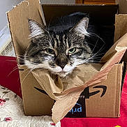 Nancy is registered to the contest to win money with this photo: amazon_box, bed, cardboard_box, cat, close_up, cozy, curious, ears, feline, fur, green_eyes, grumpy, indoor, nose, packaging, pet, portrait, quilt, tabby_cat, whiskers