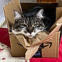 amazon_box, bed, cardboard_box, cat, close_up, cozy, curious, ears, feline, fur, green_eyes, grumpy, indoor, nose, packaging, pet, portrait, quilt, tabby_cat, whiskers