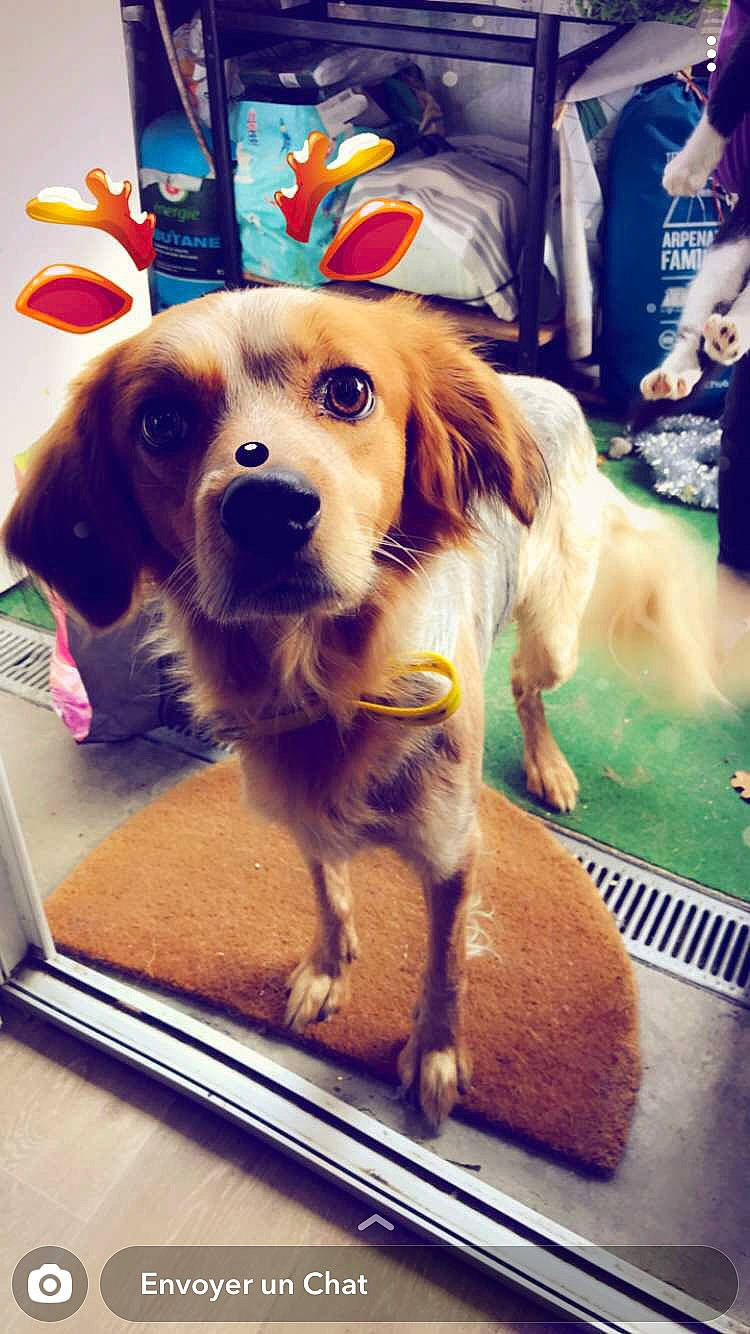 Polka a rejoint le concours — aidez-le/la à gagner de superbes lots ! canidae, carnivore, collar, companion_dog, dog, dog_breed, fashion_accessory, fawn, flooring, fun, fur, leash, mammal, pet_supply, puppy, recreation, retriever, snout, sporting_group, sports_equipment