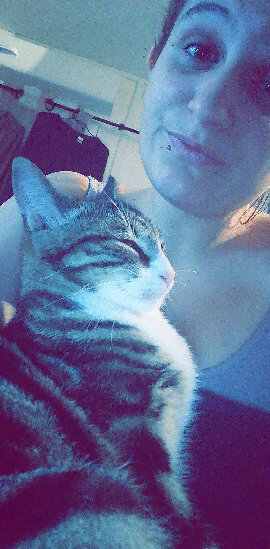 Oasis participe au concours pour gagner de l'argent avec cette photo : asian, carnivore, cat, domestic_short_haired_cat, european_shorthair, felidae, fur, kitten, photography, small_to_medium_sized_cats, snout, tabby_cat, whiskers