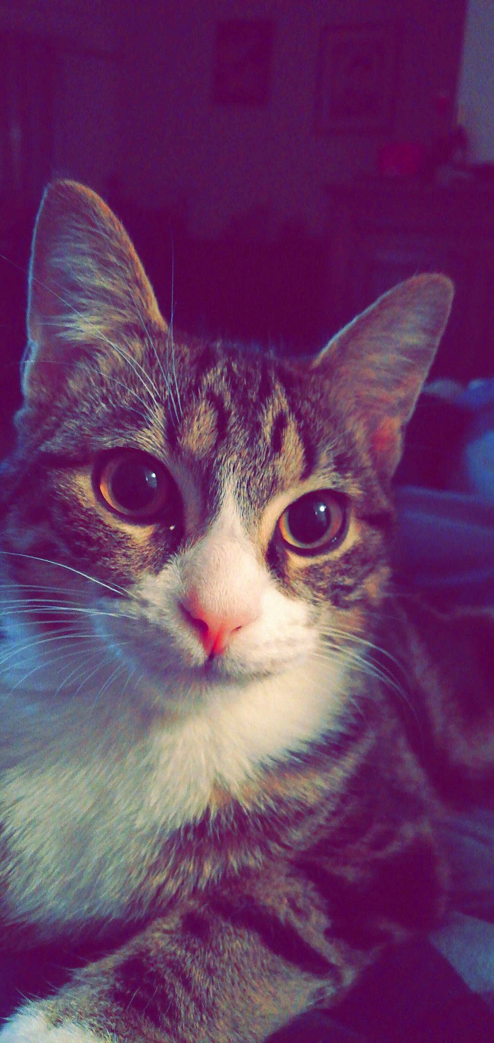 Oasis a rejoint le concours — aidez-le/la à gagner de superbes lots ! aegean_cat, american_wirehair, asian, carnivore, cat, close_up, domestic_short_haired_cat, european_shorthair, eye, felidae, fur, kitten, mammal, nose, pink, sky, small_to_medium_sized_cats, snout, tabby_cat, whiskers