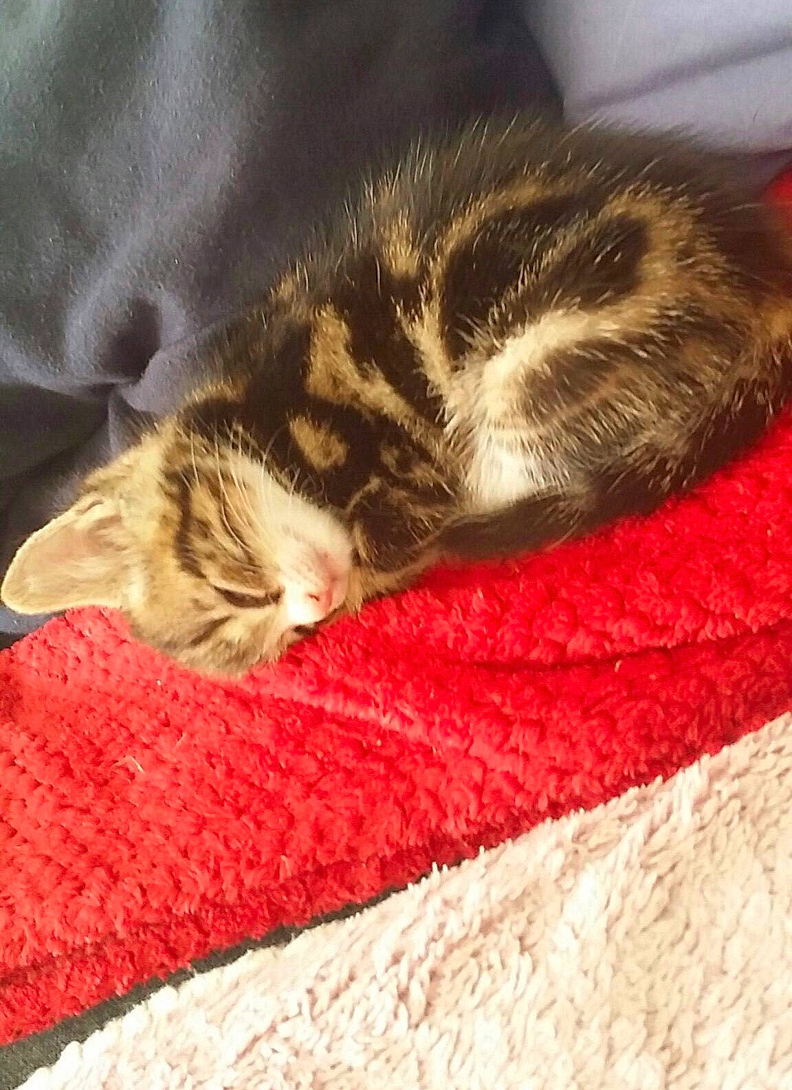 Oasis a rejoint le concours — aidez-le/la à gagner de superbes lots ! american_shorthair, asian, california_spangled, carnivore, cat, cat_bed, domestic_short_haired_cat, dragon_li, european_shorthair, felidae, fur, kitten, nap, polydactyl_cat, sleep, small_to_medium_sized_cats, tabby_cat, tail, whiskers