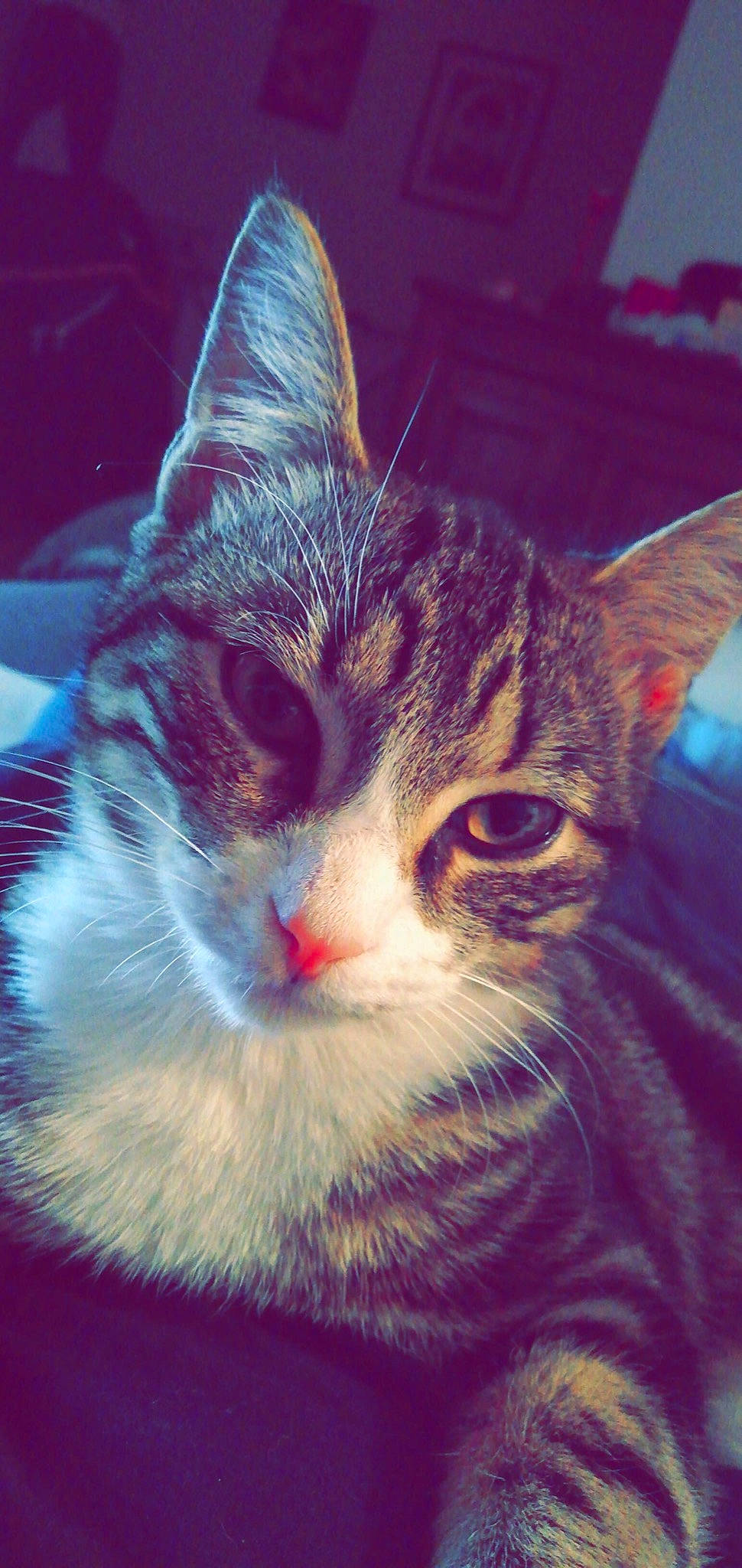 Oasis participe au concours pour gagner de l'argent avec cette photo : aegean_cat, american_wirehair, asian, carnivore, cat, close_up, domestic_short_haired_cat, european_shorthair, eye, felidae, fur, kitten, mammal, nose, pink, sky, small_to_medium_sized_cats, snout, tabby_cat, whiskers