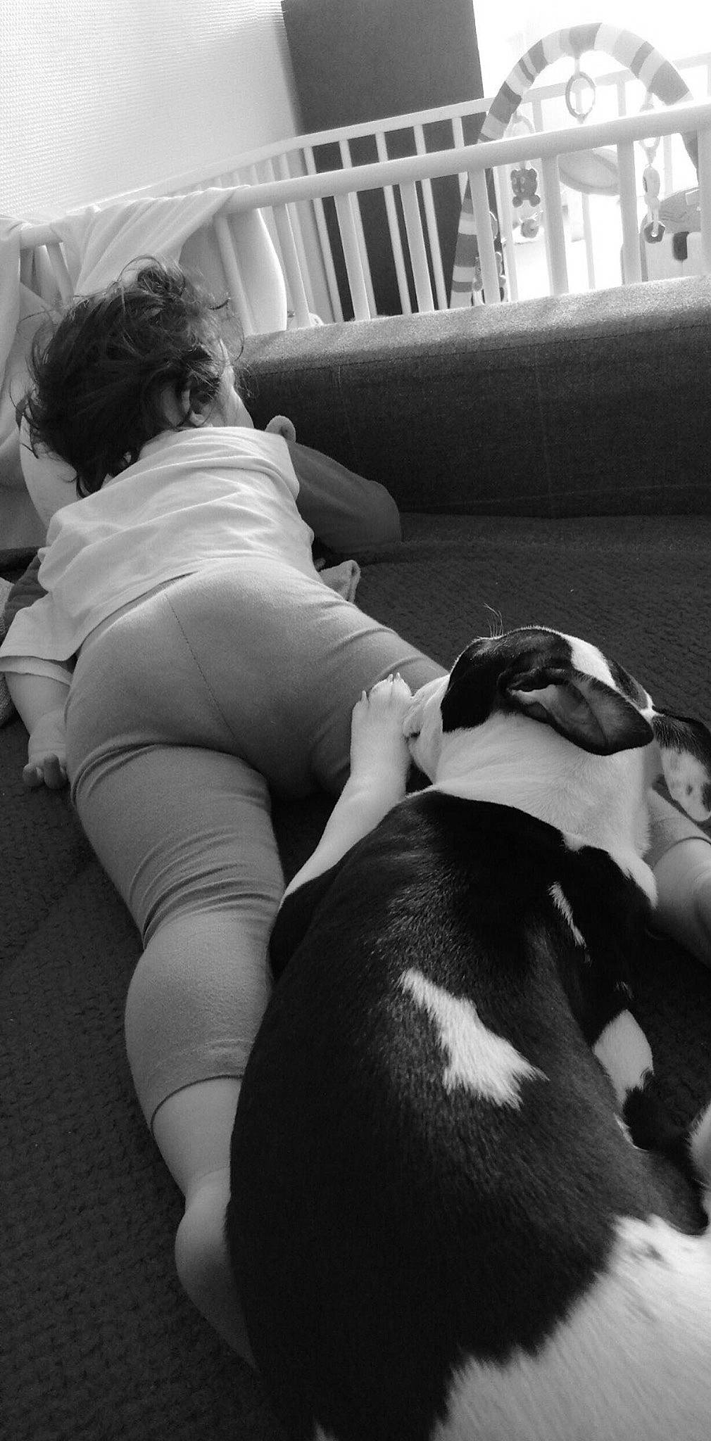 Rush participe au concours pour gagner de l'argent avec cette photo : black, black_and_white, boston_terrier, canidae, carnivore, companion_dog, dog, dog_breed, ear, hip, leg, monochrome, non_sporting_group, sitting