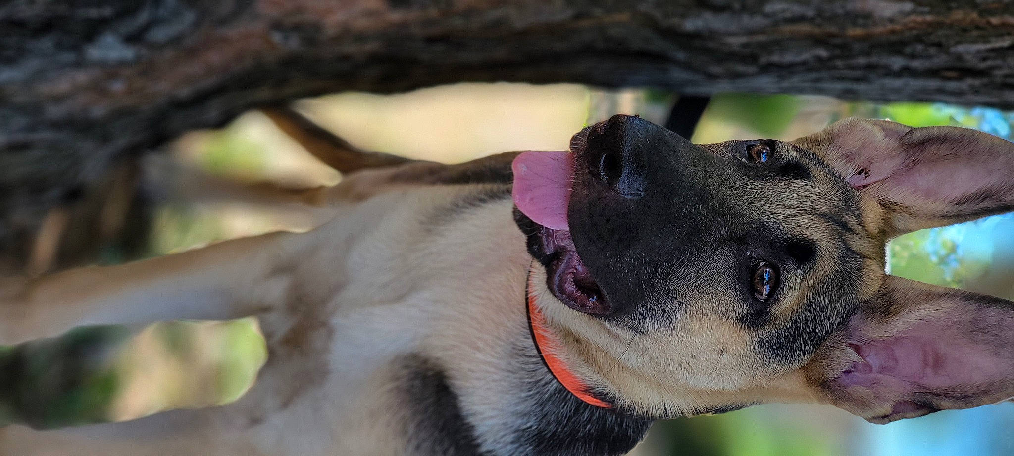 Goliath joined the competition — help win amazing prizes! canidae, carnivore, collar, companion_dog, dog, dog_breed, dog_collar, eyelash, fawn, fur, guard_dog, jaw, leash, non_sporting_group, pet_supply, snout, sporting_group, whiskers, working_animal, working_dog