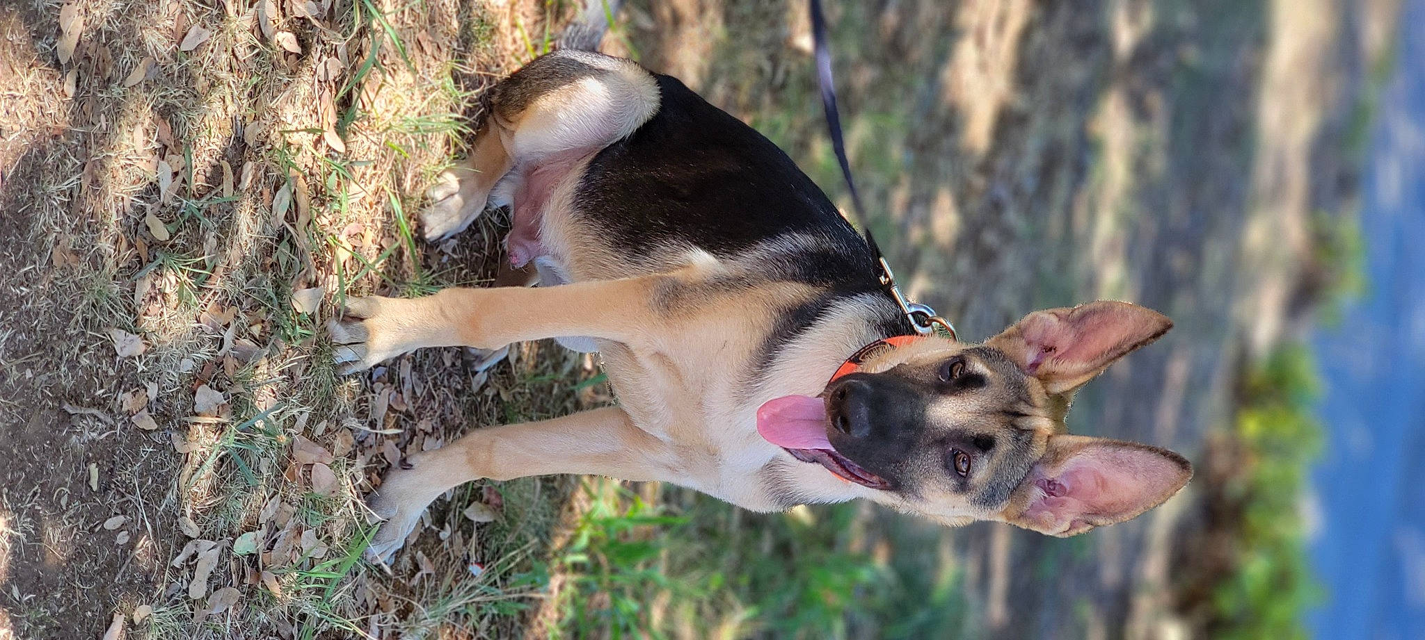 Goliath is registered to the contest to win money with this photo: adventure, biting, canidae, carnivore, collar, companion_dog, dog, dog_breed, dog_collar, dog_supply, fawn, grass, jaw, pet_supply, plant, snout, sporting_group, tail, working_animal, working_dog