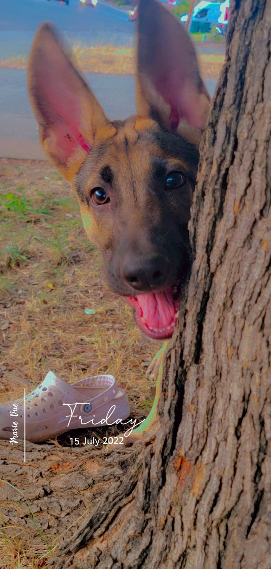 Goliath is registered to the contest to win money with this photo: adventure, canidae, carnivore, collar, companion_dog, dog, dog_breed, dog_supply, fur, marsupial, non_sporting_group, puppy, soil, sporting_group, street_dog, terrestrial_animal, trunk, whiskers, wood, working_animal