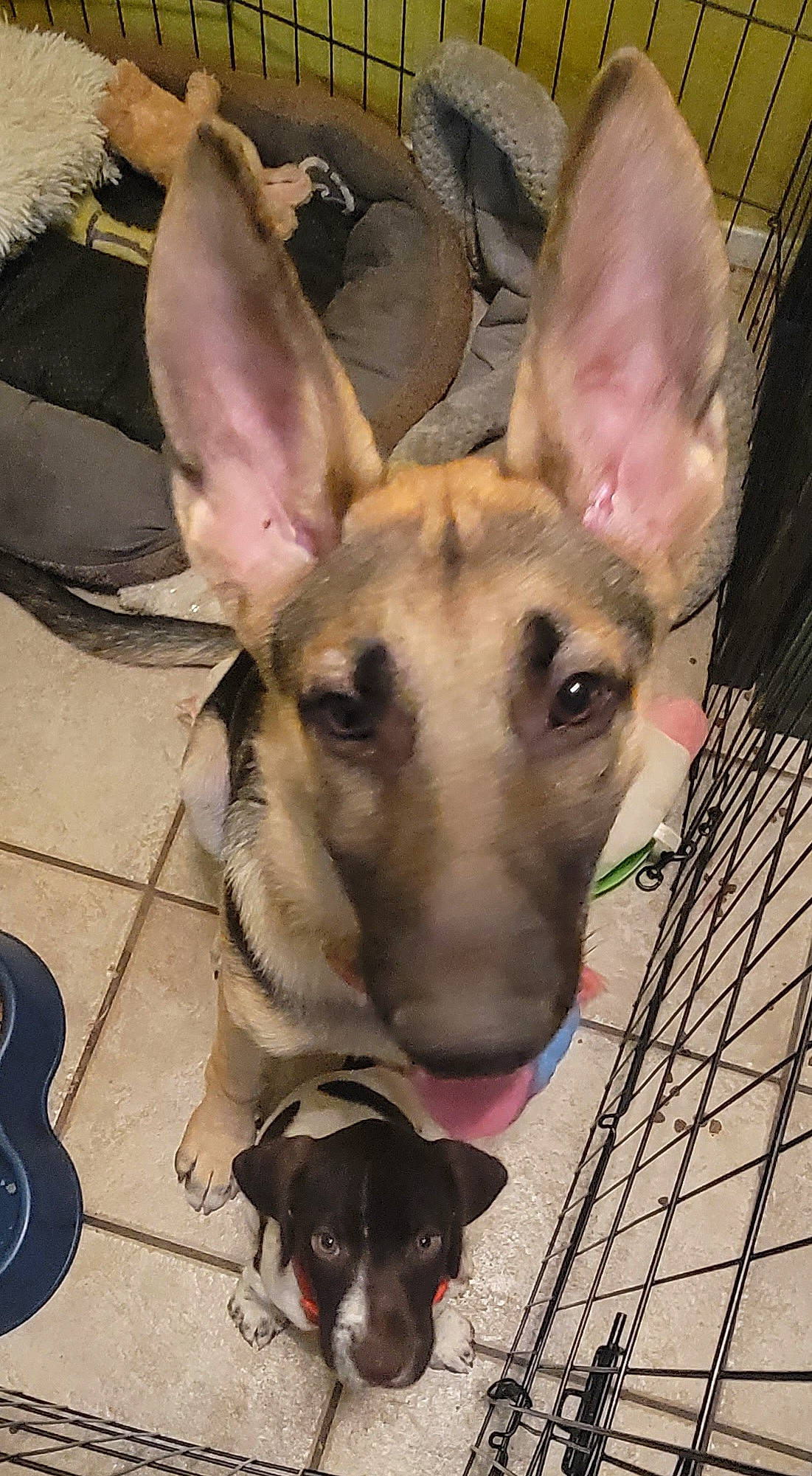 Goliath joined the competition — help win amazing prizes! canidae, carnivore, collar, companion_dog, dog, dog_breed, dog_collar, dog_supply, ear, fawn, fur, jaw, mesh, pet_supply, snout, sporting_group, terrestrial_animal, wallaby, whiskers, working_animal