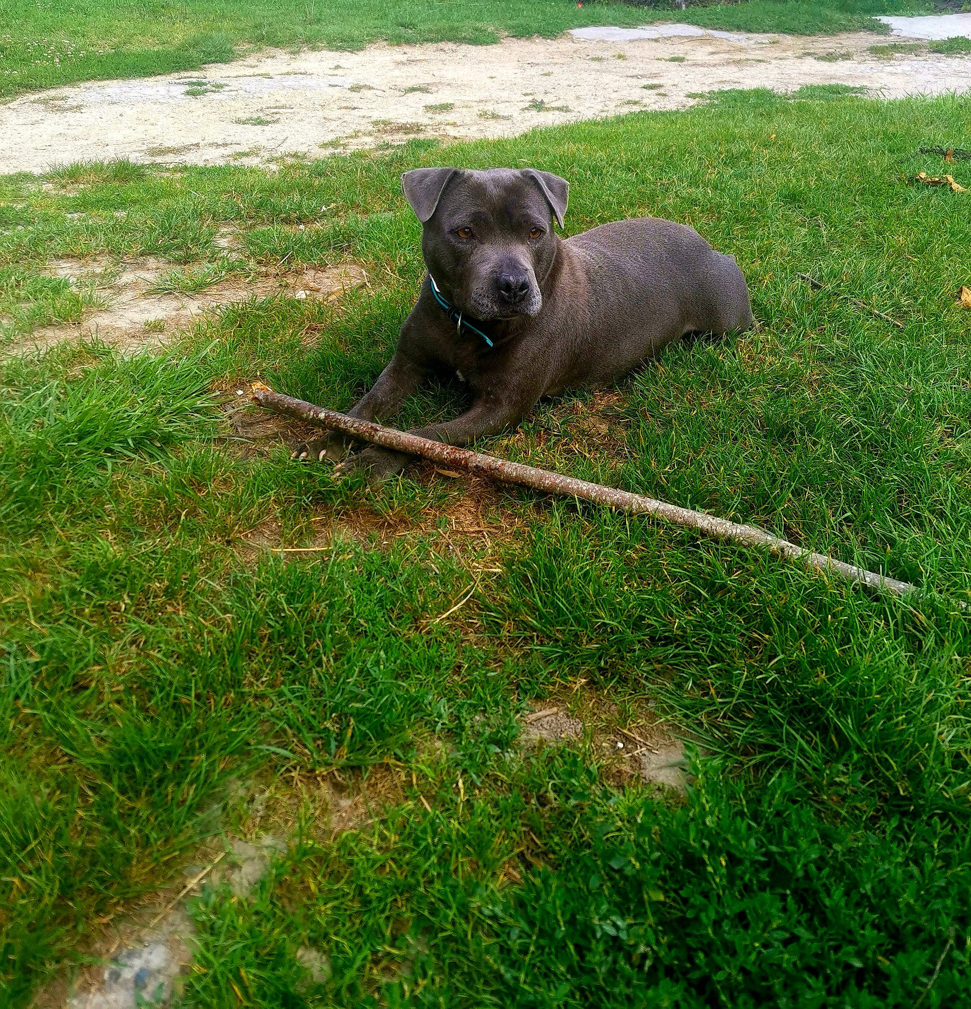 Pomme participe au concours pour gagner de l'argent avec cette photo : carnivore, companion_dog, dog, dog_breed, garden, grass, grassland, groundcover, guard_dog, hunting_dog, lawn, pasture, plant, puppy, sporting_group, tail, terrestrial_animal, working_animal, working_dog, yard