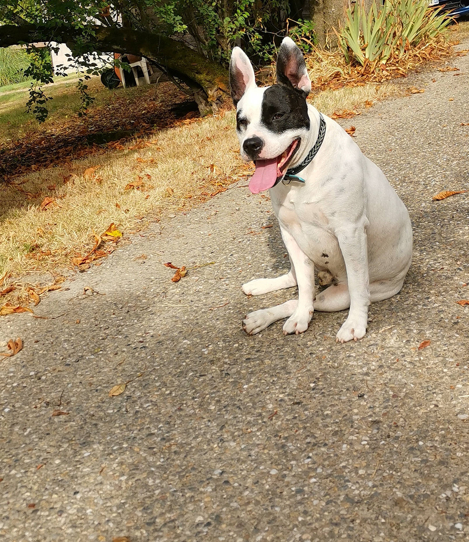 Crok participe au concours pour gagner de l'argent avec cette photo : asphalt, carnivore, collar, companion_dog, dog, dog_breed, dog_collar, dog_supply, fawn, grass, leash, plant, road_surface, sidewalk, snout, soil, sporting_group, tail, tree, working_animal